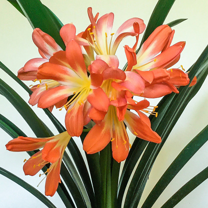 Clivia minata, a native South African plant, in bloom as an indoor plant grown  in a pot.