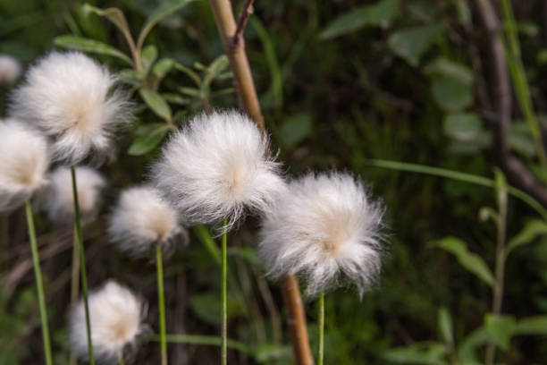 аляскинская хлопковая трава, растущая на аляске - cotton grass стоковые фото и изображения