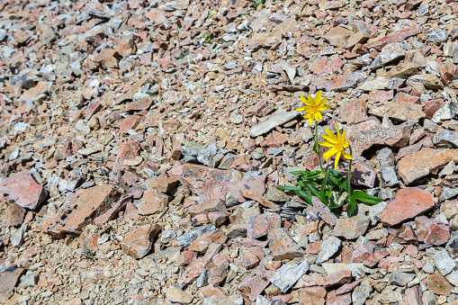 Yellow Arnica growing high on a mountain side in the volcanic scree of the Skookum Volcano. Alaska, Wrangell St. Elias National Park.