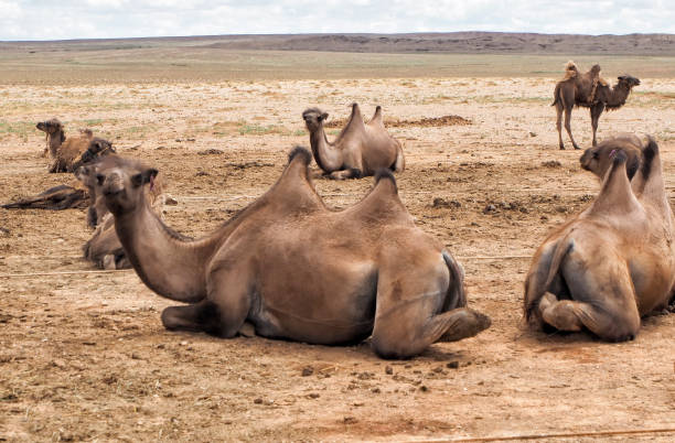 istock Two humps Camels at the Gobi Desert, Mongolia 1179051012