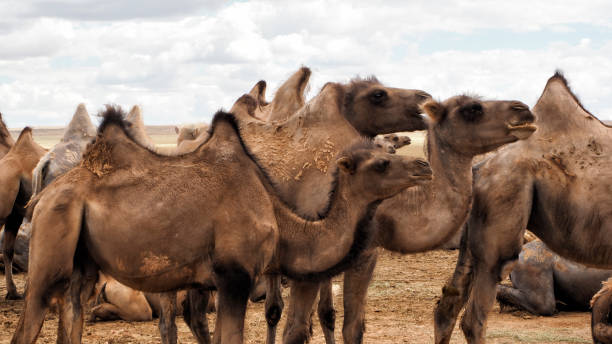 istock Two humps Camels at the Gobi Desert, Mongolia 1179051032