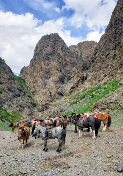 istock Horses at Yol Valley, Gobi Desert, Mongolia 1179052180