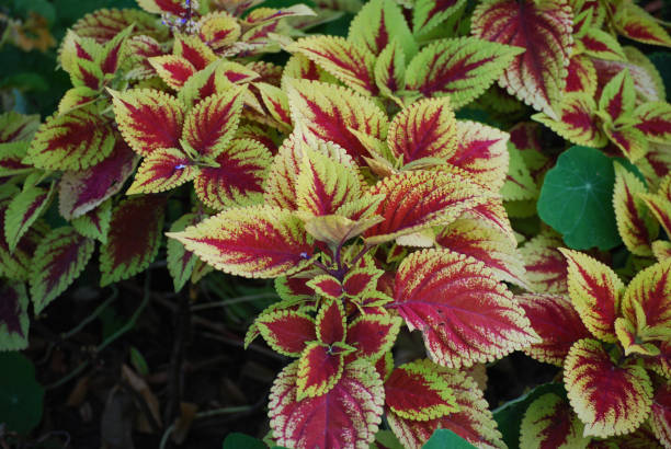 istock Red green and yellow plant 1179052193