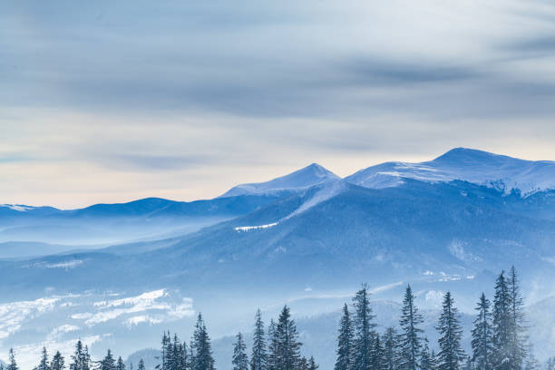 Snow and coniferous forests on the mountain