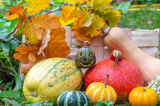 jack o'lantern for Halloween, red kuri squash, butternut squash, spaghetti squash and decorative gourd in a garden