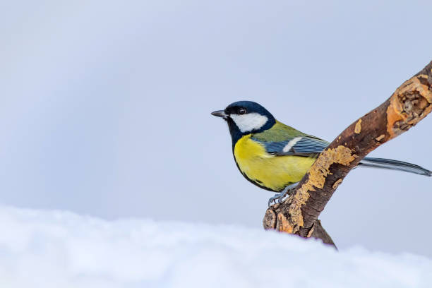 istock Cute little bird. White winter background. Bird: Great Tit. Parus major. 1179054263