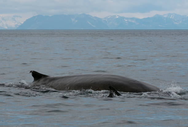 Fin Whales Off Kodiak, Aalska