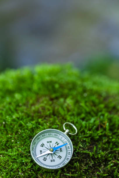 istock Compass on Mossy Rock in the Forest 1179056146