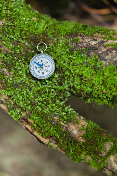 istock Compass On The Mossy Tree In The Forest 1179056153