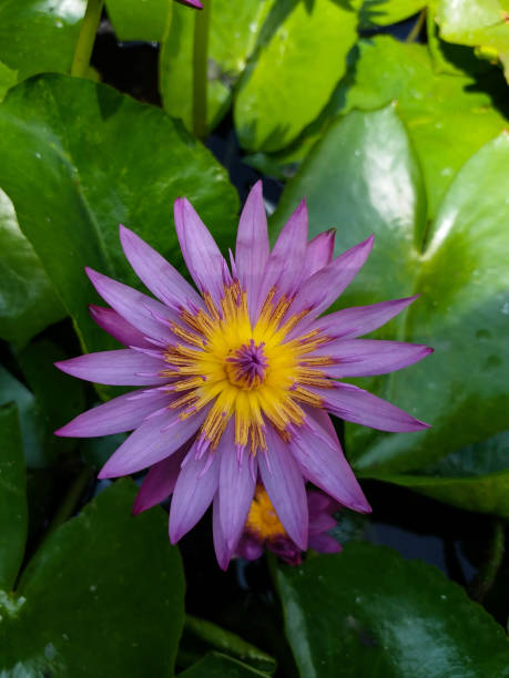 istock Blooming Pink water lily 1179056217