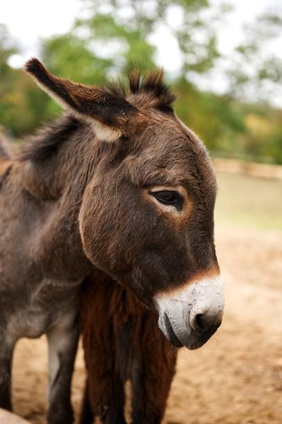 istock portrait of a donkey 1179056609