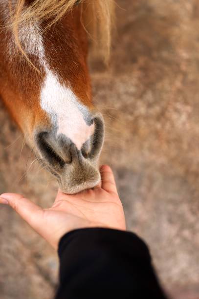 istock horse eating from a Mans hand 1179056619