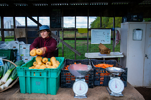 A young female farmer tending to a produce stand at an on farm farmers market.  Part of an extended series on small-scale organic farming.