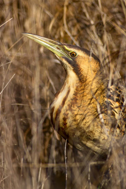 istock Nature and bird. Bird: Eurasian Bittern. Botaurus stellaris. Yellow brown habitat background. 1179059058