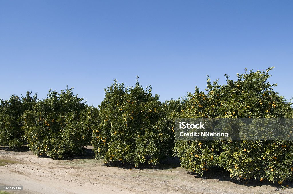 orange grove - Photo de Agriculture libre de droits