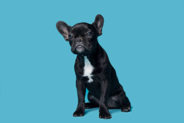 istock French Bulldog Puppy 1179060074