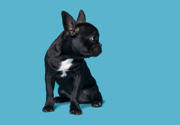 istock French Bulldog Puppy 1179060075