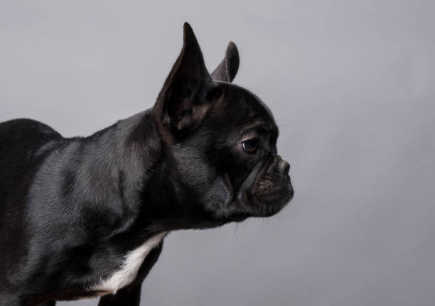 French Bulldog Puppy