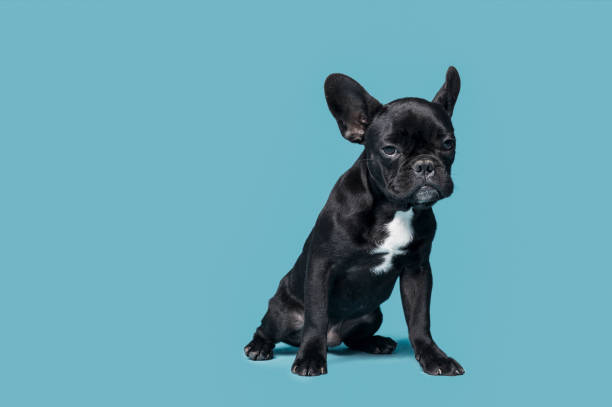 istock French Bulldog Puppy 1179060117