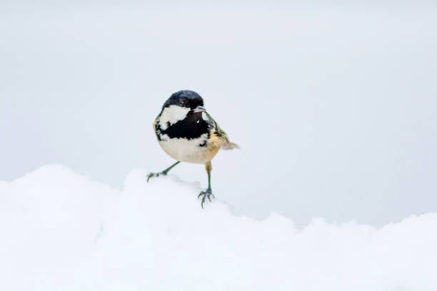 Coal tit hanging upside down and holding on to a Spruce cone on a snowy branch and looking around in a Spruce forest in Estonia, Northern Europe