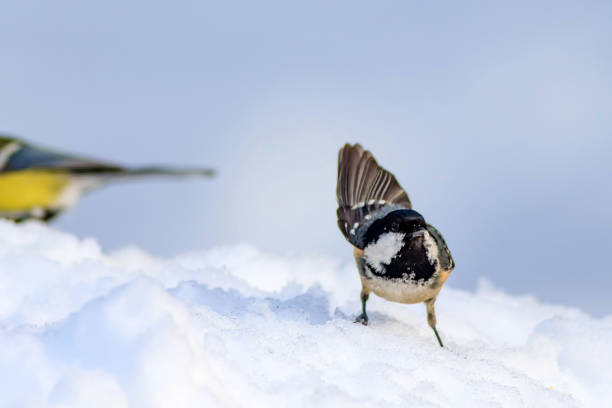 istock Cute little bird Coal tit. White winter background. Bird: Coal Tit. Periparus ater 1179061996