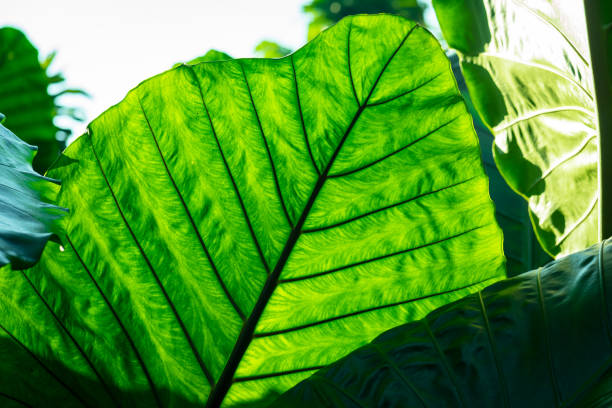 ein bestes grünes blatt im tropischen wald. - tropical rain forest flash stock-fotos und bilder