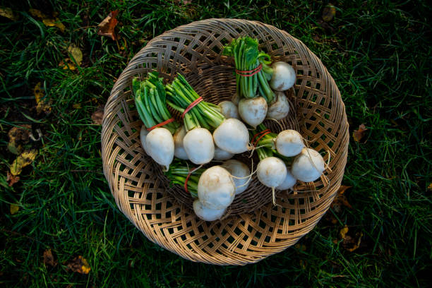 Freshly harvested organic white turnips in a basket.