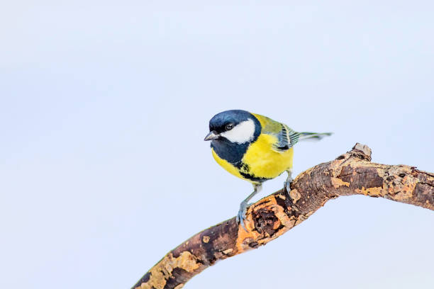 istock Cute little bird. White winter background. Bird: Great Tit. Parus major. 1179062900