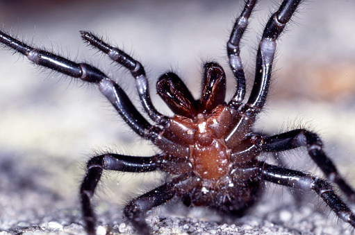 Spider on the plant, extreme close-up macro shot with high details