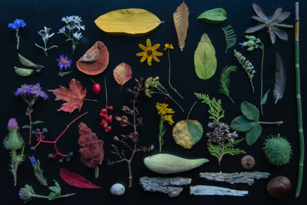 istock Aerial rainbow of wild objects 1179065804