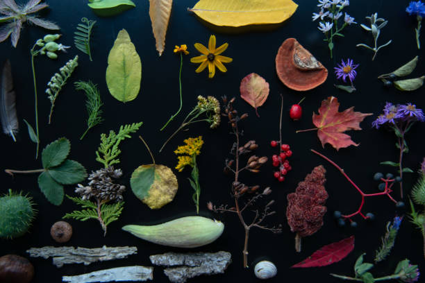 istock Aerial rainbow of wild objects 1179065813