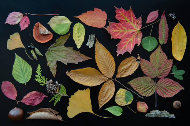 istock Aerial autumn nature object collage 1179065815