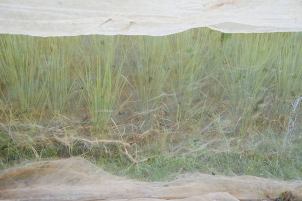 istock rice paddy field covering with net for preventing birds 1179065863