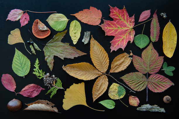 istock Aerial autumn nature object collage 1179065964