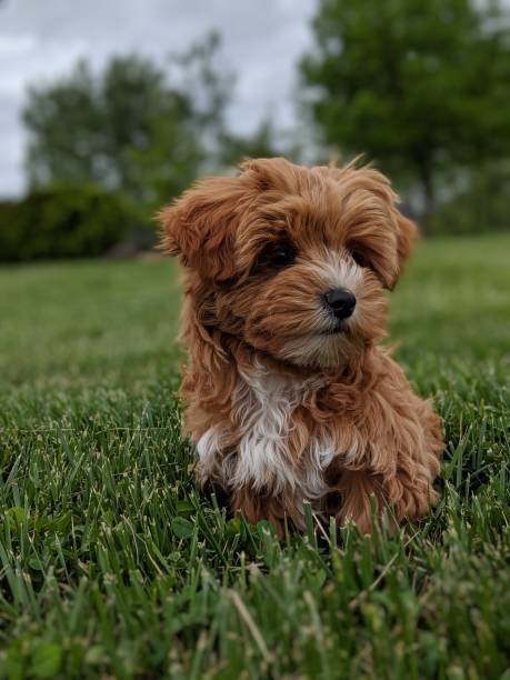 istock Yorkipoo puppy 1179066138