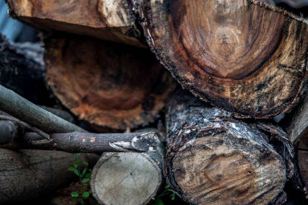 istock Stack of shorea obtusa stumps ready for use in construction. 1179067525