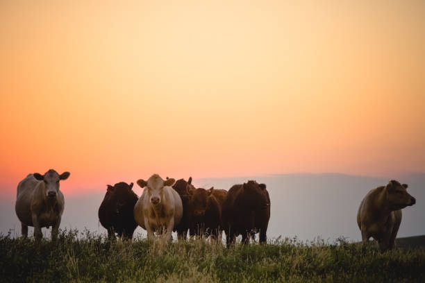 Small herd of beef cattle standing in grassy pasture looking toward camera with a colorful orange sunset sky background. No people in image. Horizontal composition.