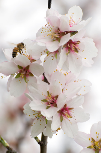 Almond blossoms, 