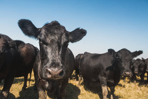 Small group of cows standing in grass field Small herd of beef cattle standing in grassy pasture looking toward camera with a colorful blue sky background. No people in image. Horizontal composition. grass fed stock pictures, royalty-free photos & images