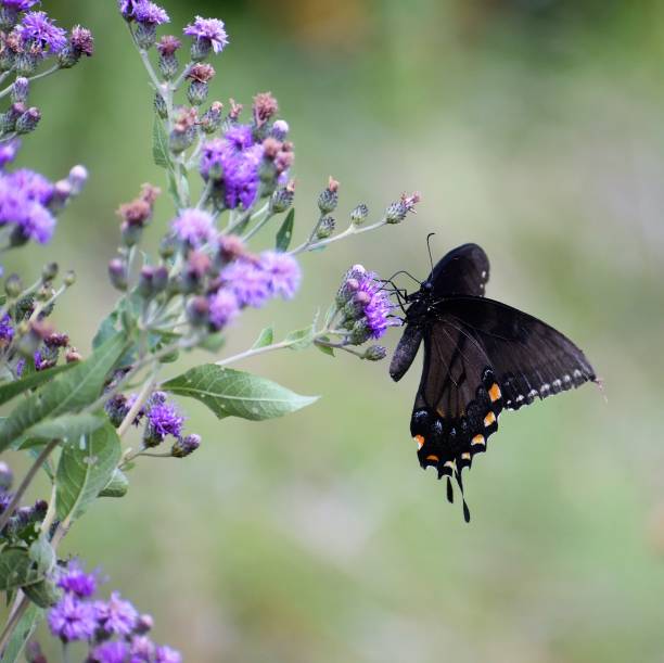 istock Giant Black Swallowtail Butterfly 1179071656