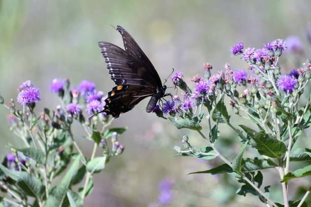 istock Giant Black Swallowtail Butterfly 1179071659