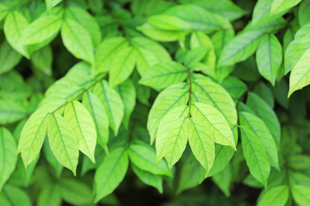 istock Fresh green nature tree leaves background. Natural background. 1179071767