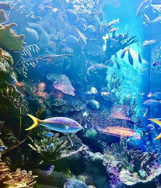 istock Tropical colored fishes 1179073504