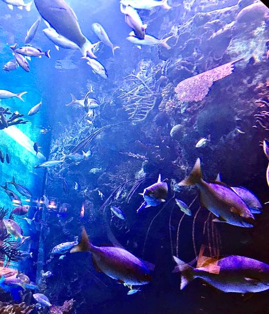 istock Tropical colored fishes 1179073517