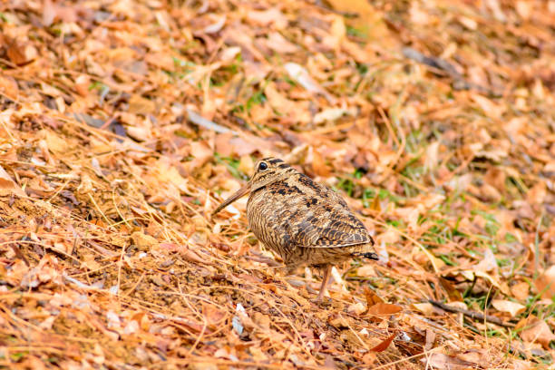 Camouflage bird woodcock. Brown dry leaves background. Bird: Eurasian Woodcock. Scolopax rusticola. Eurasian Woodcock. Scolopax rusticola. eurasian woodcock scolopax rusticola stock pictures, royalty-free photos & images