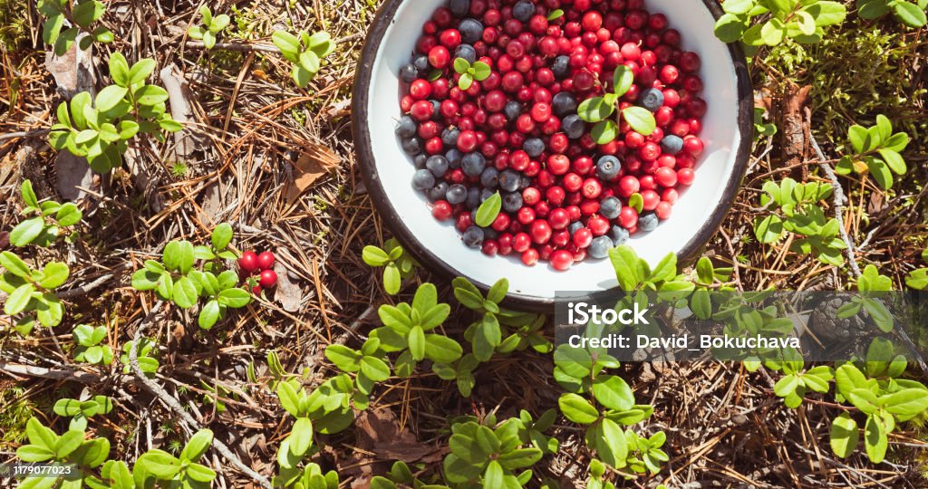 Bowl With Lingonberries Among Lingonberry In The Forest Healthy Sunny Food Full Of Vitamins Stock Photo - Download Image Now - iStock