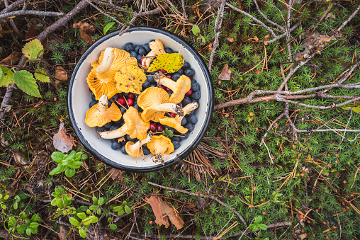 Chanterelles and forest berries on moss - the fruits of Mother Nature
