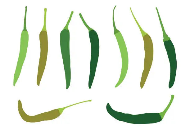 Vector illustration of green chilli on white background illustration vector