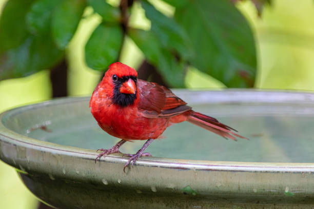 istock Male northern cardinal perched on bird bath 1179087346