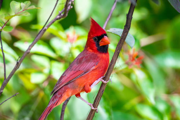 istock Male northern cardinal on tree branch 1179087386